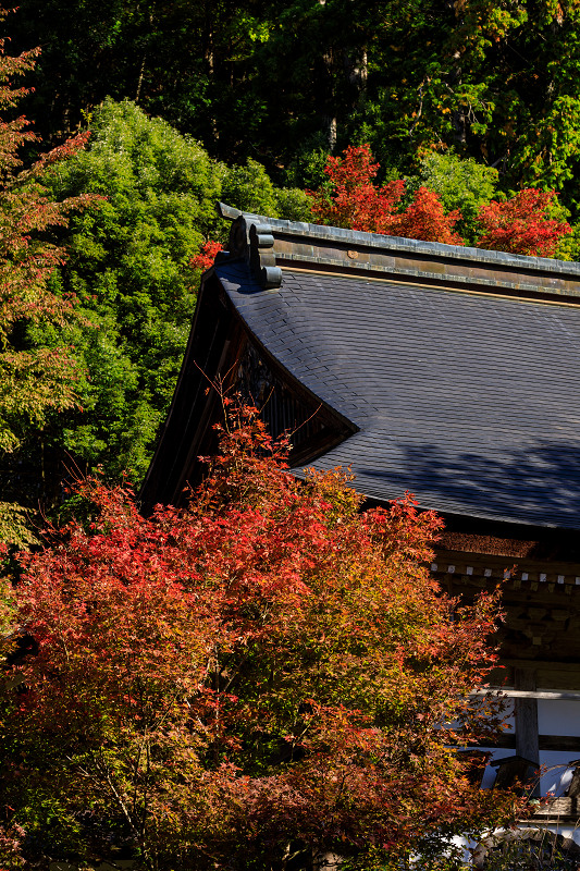 Prologue！京の紅葉2018　染まりゆく常照皇寺_f0155048_034866.jpg