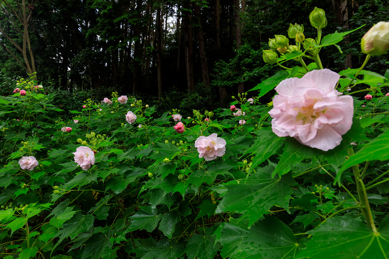 酔芙蓉咲く寺（大乗寺）_f0155048_23323237.jpg