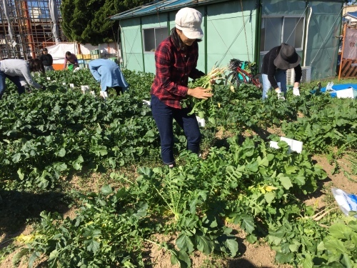 タマネギの植え付けです_f0079749_16433139.jpg