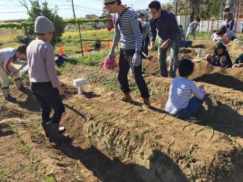 タマネギの植え付けです_f0079749_16470108.jpg