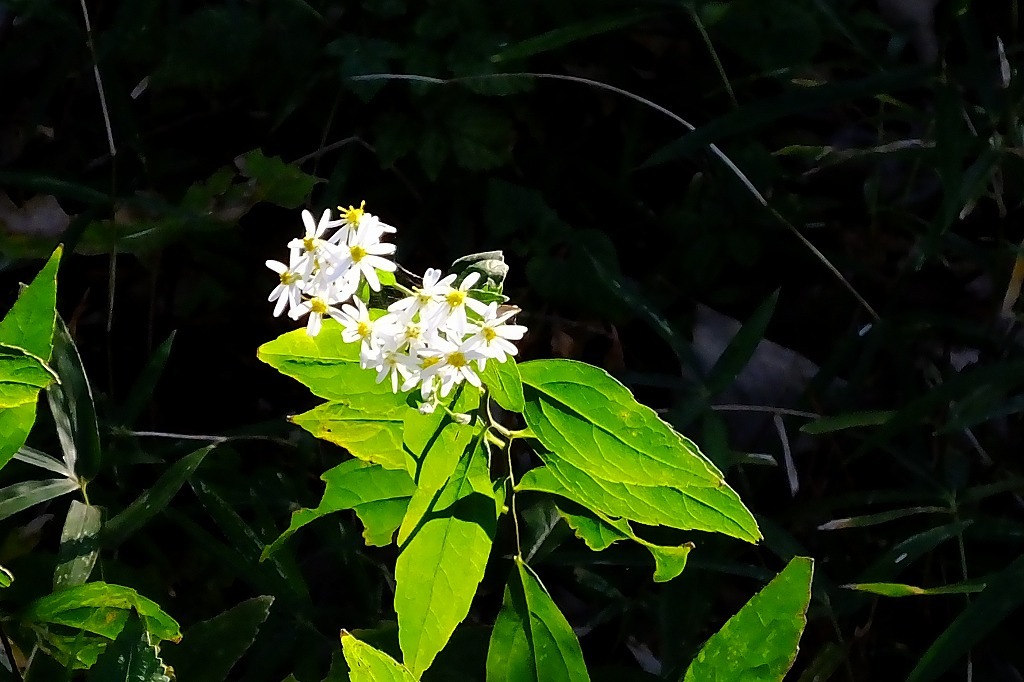 b0236251_10363047.jpg