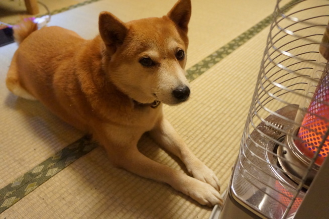 f0337851_20093398.jpeg