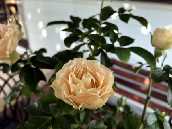 c0147952_20244592.jpg