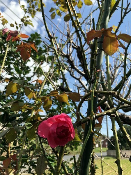 c0147952_20245148.jpg