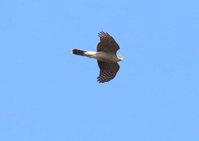 c0114159_21210437.jpg
