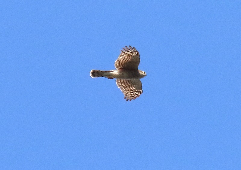 c0114159_21211096.jpg