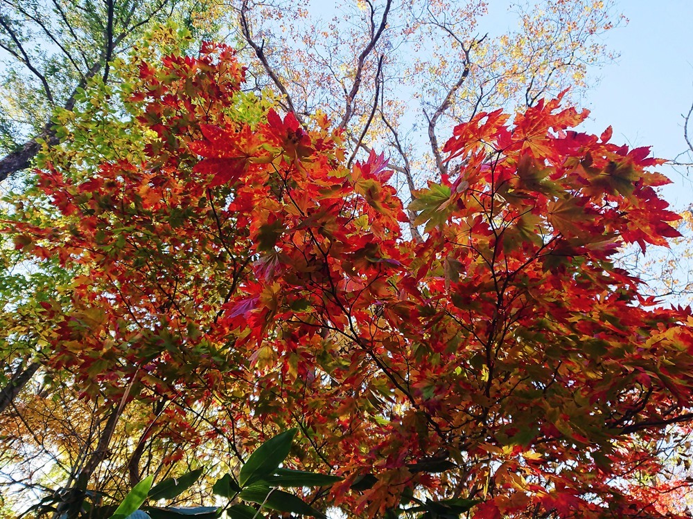 京極町 ふきだし公園_d0039059_08090626.jpg