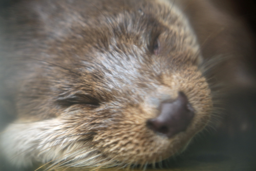 動物当てクイズ 動物園のど
