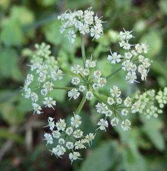 『山芹』 Ostericum sieboldii_f0238961_11365598.jpg