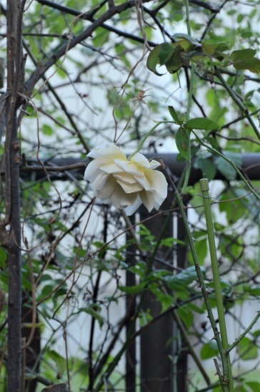 c0186463_23471573.jpg