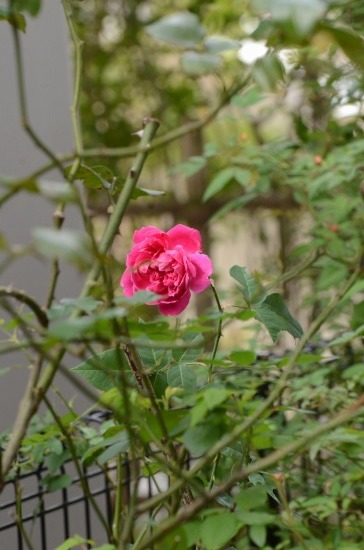 c0186463_23480249.jpg