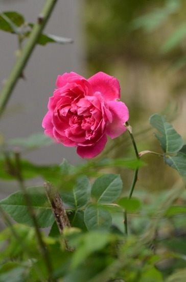 c0186463_23480330.jpg