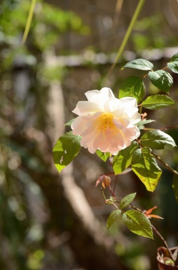 c0186463_23480371.jpg