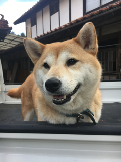 あずきときなこと朝の散歩_f0363168_13092591.png
