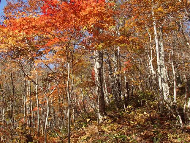 2018.11.3 南蔵王蛤山の紅葉狩り_a0344771_19292320.jpg