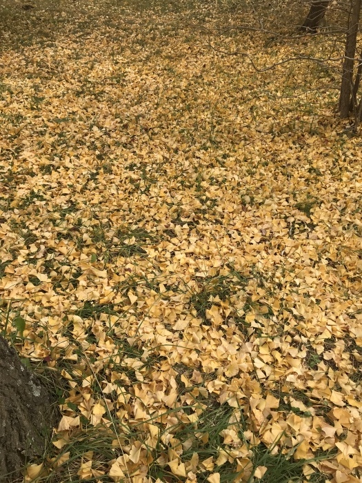 f0359673_16493855.jpeg
