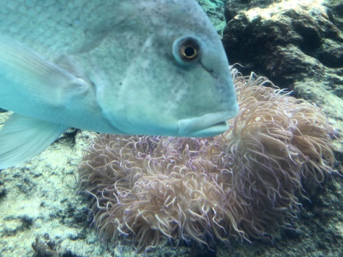 沖縄で水族館とか_d0143475_23451513.jpg