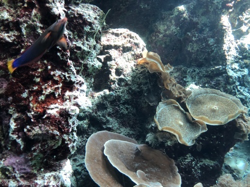 沖縄で水族館とか_d0143475_23480914.jpg