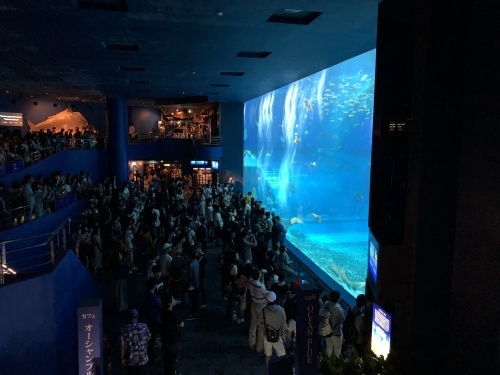 沖縄で水族館とか_d0143475_23501166.jpg