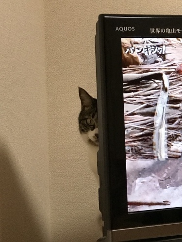 c0340786_13541750.jpeg