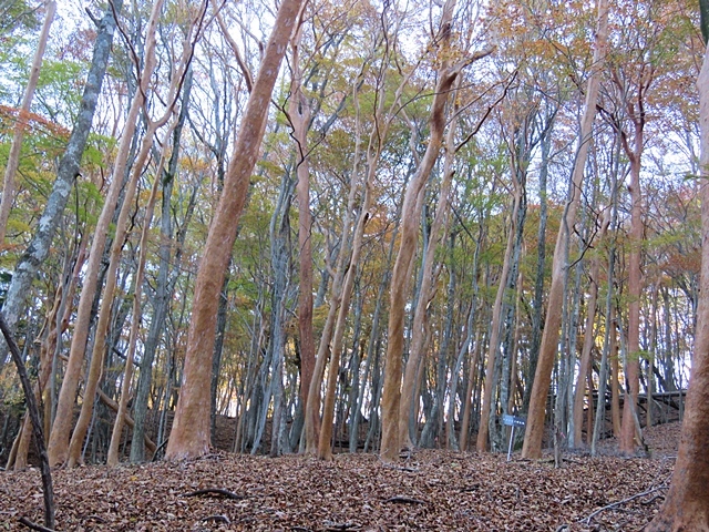 神原登山口～神掛岩～小松尾根～祖母山～神原登山口、3日_f0357487_22432805.jpg