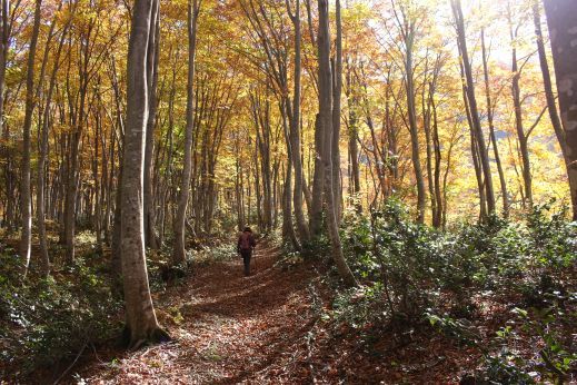 20181104 【登山】鍋倉山のブナ紅葉_b0013099_09280381.jpg