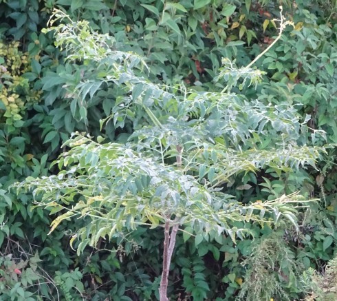 e0078900_07100011.jpg
