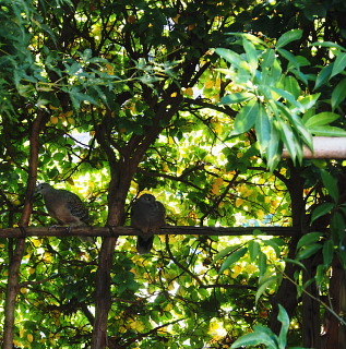 c0039501_16305796.jpg