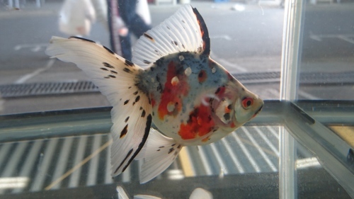 さいたま養殖魚まつり 2018秋 品評会編 today s memory