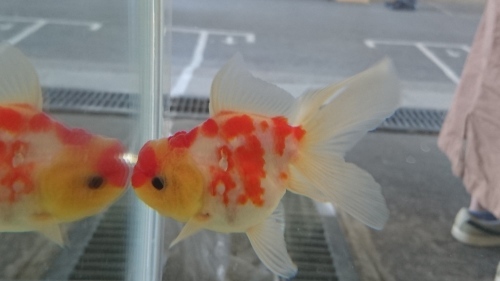 さいたま養殖魚まつり 2018秋 品評会編 today s memory