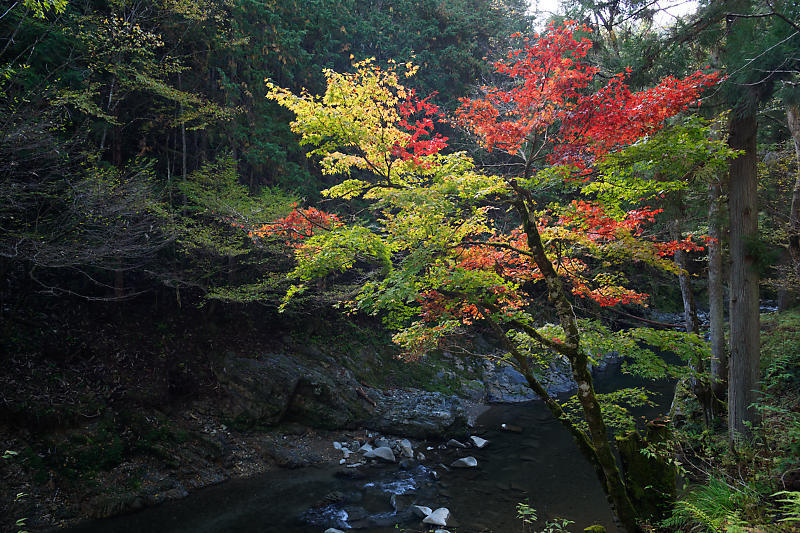 山里の霧と紅葉_f0032011_19583145.jpg