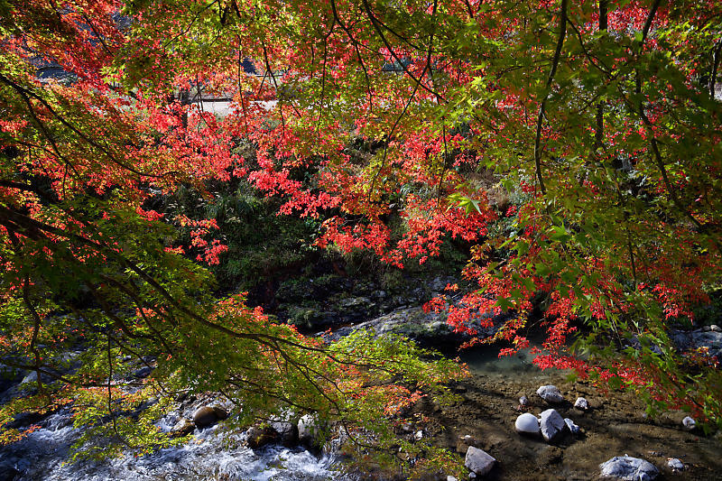 山里の霧と紅葉_f0032011_19583187.jpg