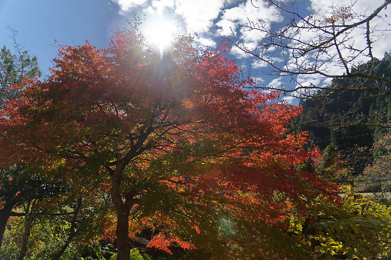 山里の霧と紅葉_f0032011_19583247.jpg