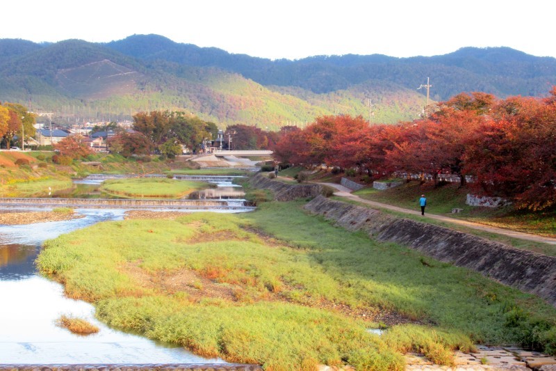 桜の紅葉がピーク_e0048413_20331636.jpg