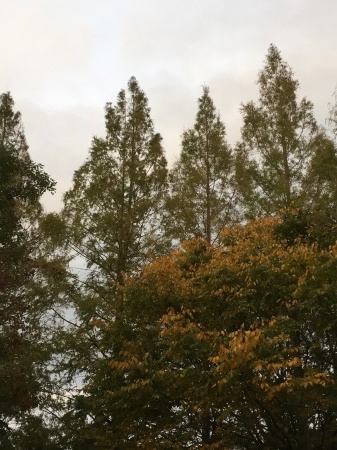 a0174419_17515288.jpeg