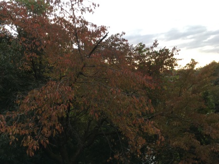 a0174419_17521288.jpeg