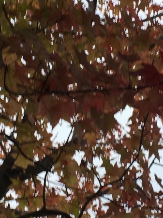 a0174419_17530185.jpeg