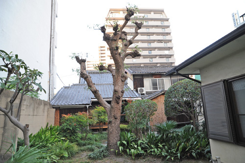 境内の樹木剪定作業_b0400632_20475144.jpg