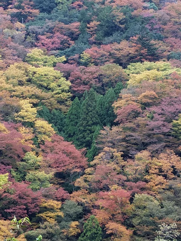 山の紅葉_f0330437_20264197.jpg