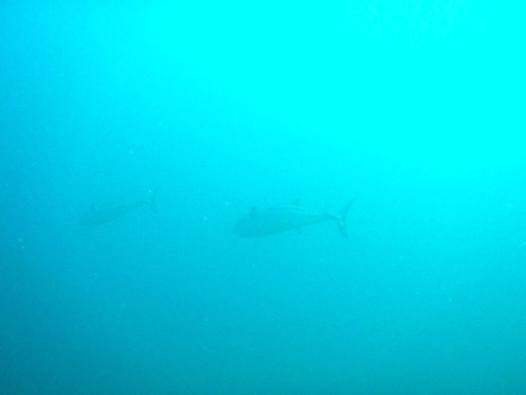 でかいイソマグロだったなぁ…_a0189838_18495452.jpg