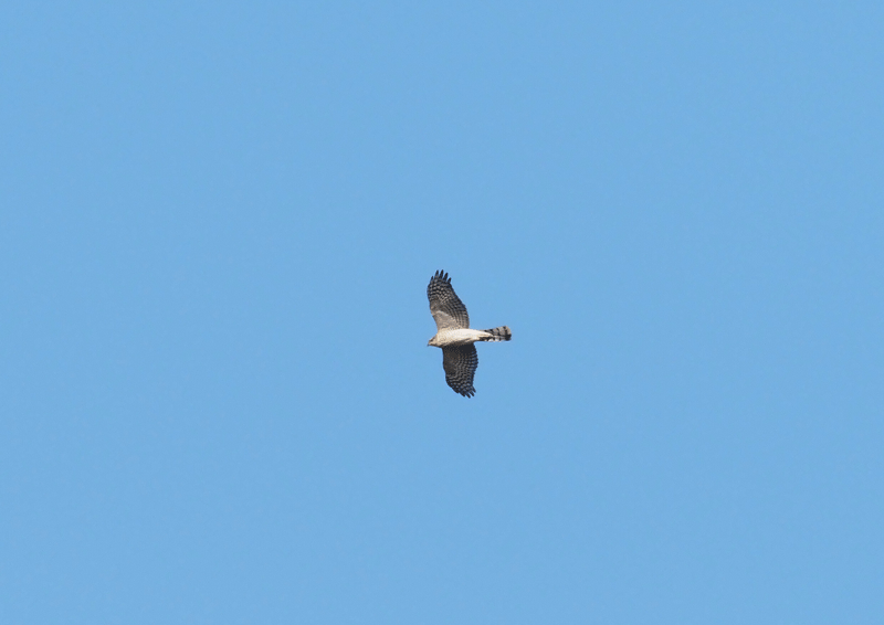 d0290240_06540728.gif