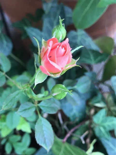 c0343447_08015260.jpg