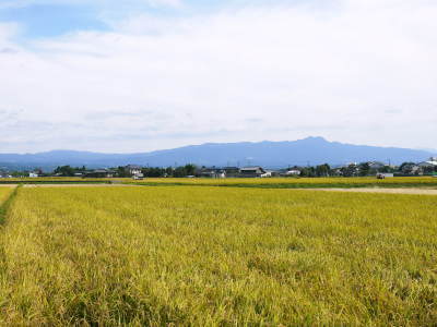 熊本の美味しいお米(七城米、菊池水源棚田米、砂田のれんげ米)大好評発売中!こだわり紹介2018 その3_a0254656_17180191.jpg