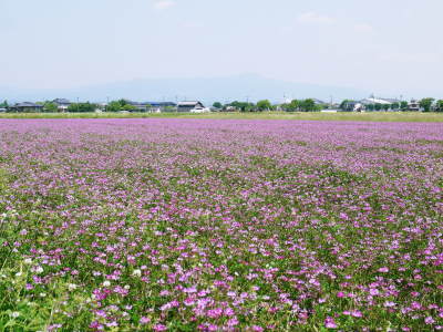 熊本の美味しいお米(七城米、菊池水源棚田米、砂田のれんげ米)大好評発売中!こだわり紹介2018 その3_a0254656_17365500.jpg