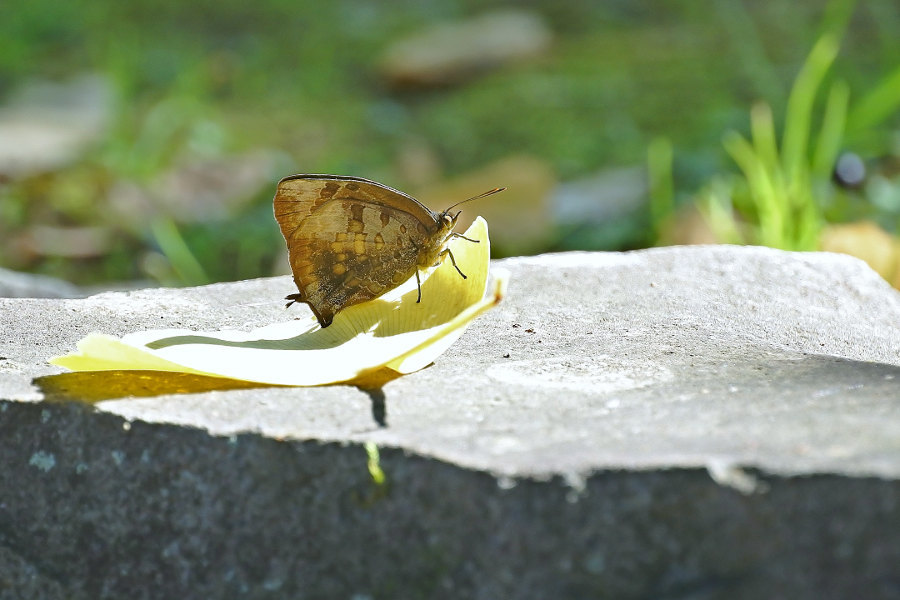 d0387460_20122295.jpg