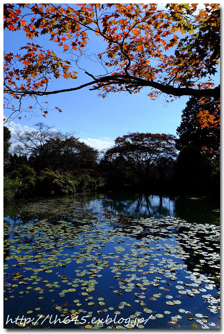 宇陀～都祁、今年の銀杏や紅葉はどんな感じ？_c0178465_20463634.jpg