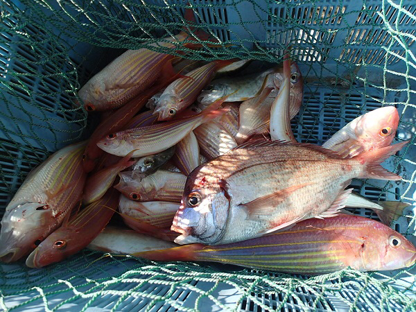 つばきマリーナ秋の釣り大会_a0077071_13554532.jpg