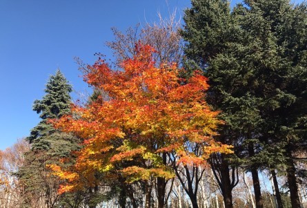 前田森林公園／札幌市 手稲区_c0378174_17513116.jpg