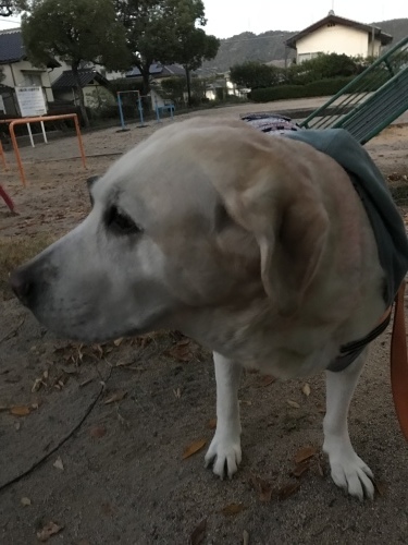 f0315081_17431051.jpeg