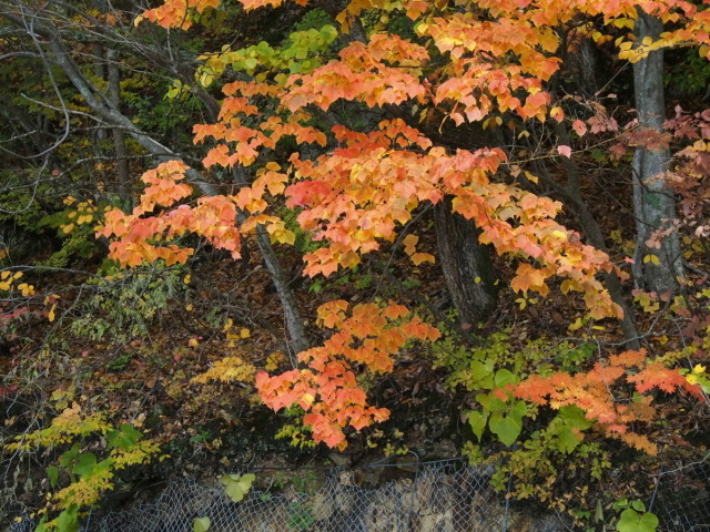 c0360399_08080389.jpg